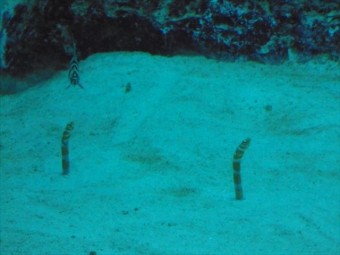 DSC08487_R